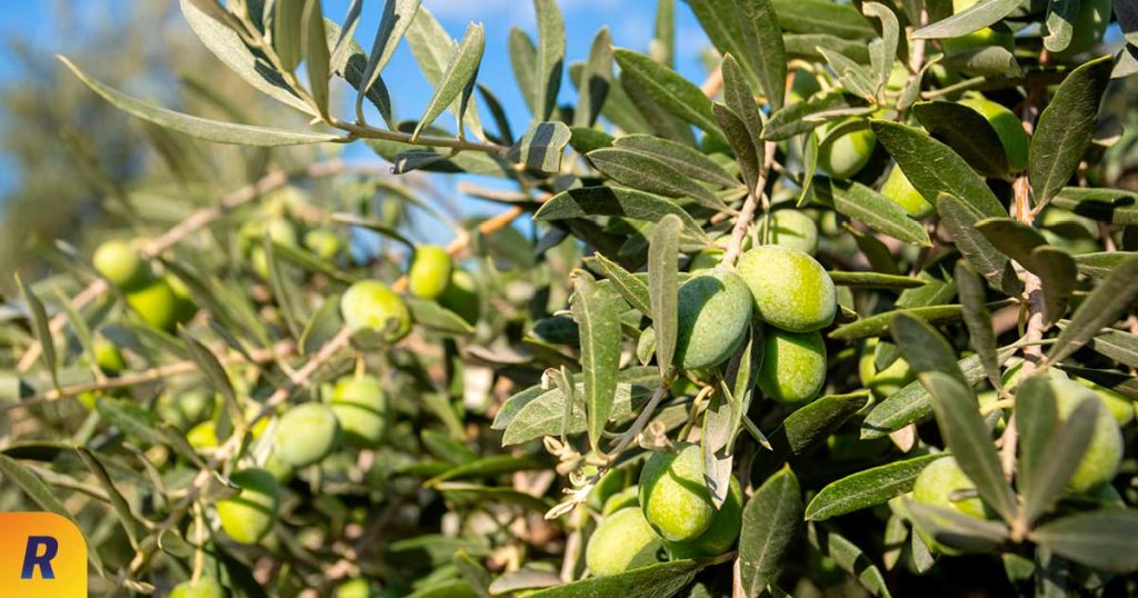 alergia polen olivo