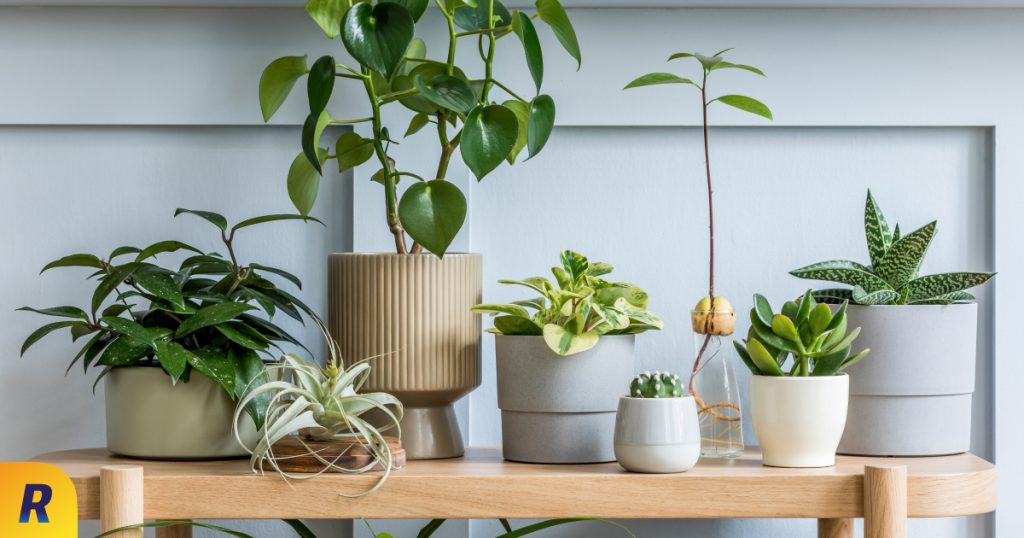 Pequeñas macetas decorativas para pequeñas plantas suculentas - EL BLOG DE  LA TABLA