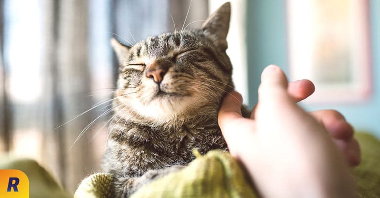 ¿Qué puede hacer si su mascota le provoca alergia?