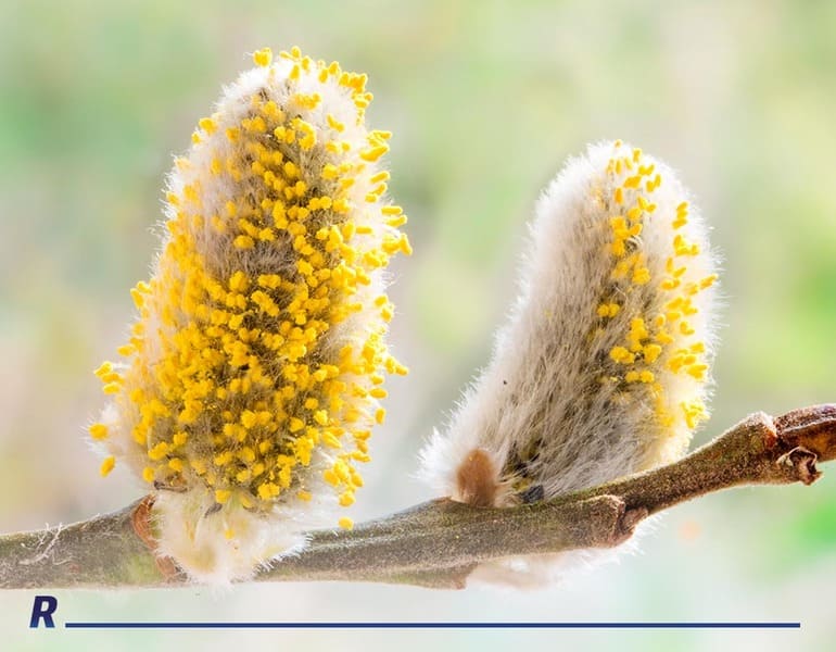 Tipos de polen que proliferan durante el año